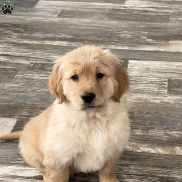 Diesel, Golden Retriever Puppy