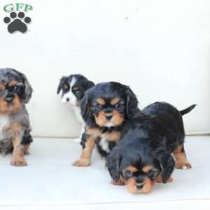 Flynn, Cavalier King Charles Spaniel Puppy