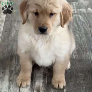 Diesel, Golden Retriever Puppy