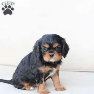 Rocky, Cavalier King Charles Spaniel Puppy