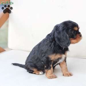 Rocky, Cavalier King Charles Spaniel Puppy