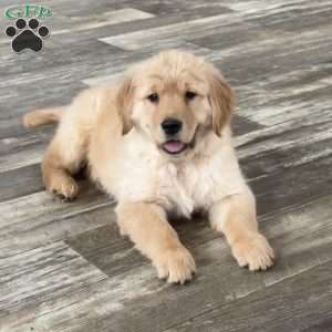 Diesel, Golden Retriever Puppy