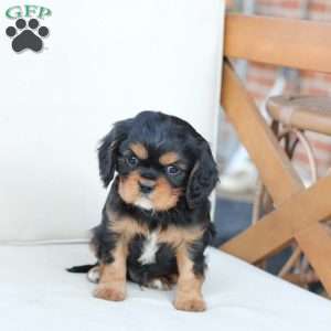 Rocky, Cavalier King Charles Spaniel Puppy