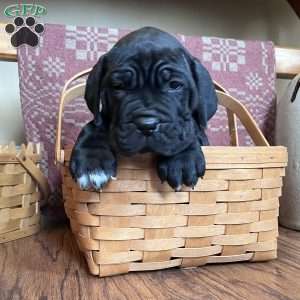 Meatball, Cane Corso Puppy