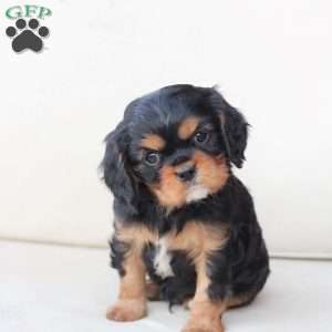 Rocky, Cavalier King Charles Spaniel Puppy