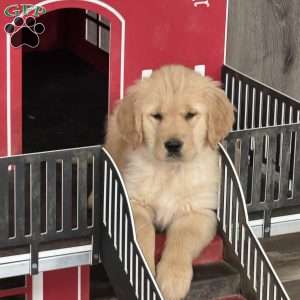 Dash, Golden Retriever Puppy