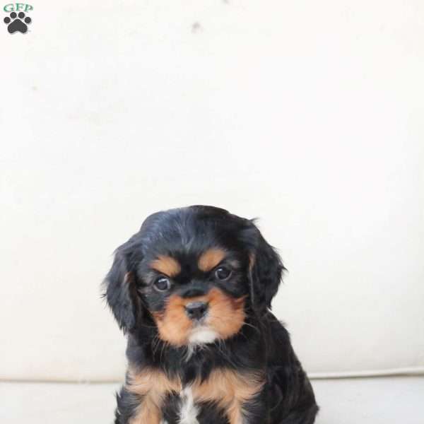 Rocky, Cavalier King Charles Spaniel Puppy