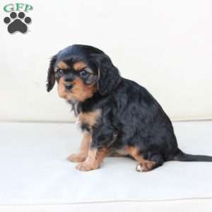 Flynn, Cavalier King Charles Spaniel Puppy