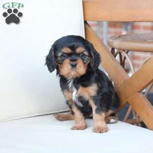 Flynn, Cavalier King Charles Spaniel Puppy