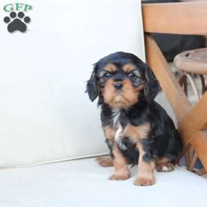 Flynn, Cavalier King Charles Spaniel Puppy