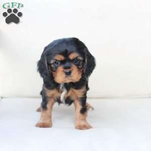 Flynn, Cavalier King Charles Spaniel Puppy