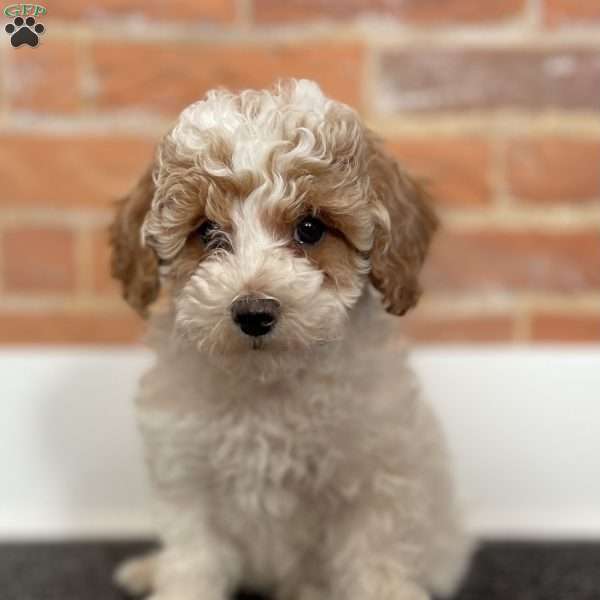 Marley, Miniature Poodle Puppy