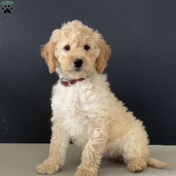 Nellie, Mini Goldendoodle Puppy