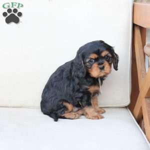 Flynn, Cavalier King Charles Spaniel Puppy