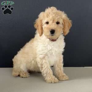 Nellie, Mini Goldendoodle Puppy