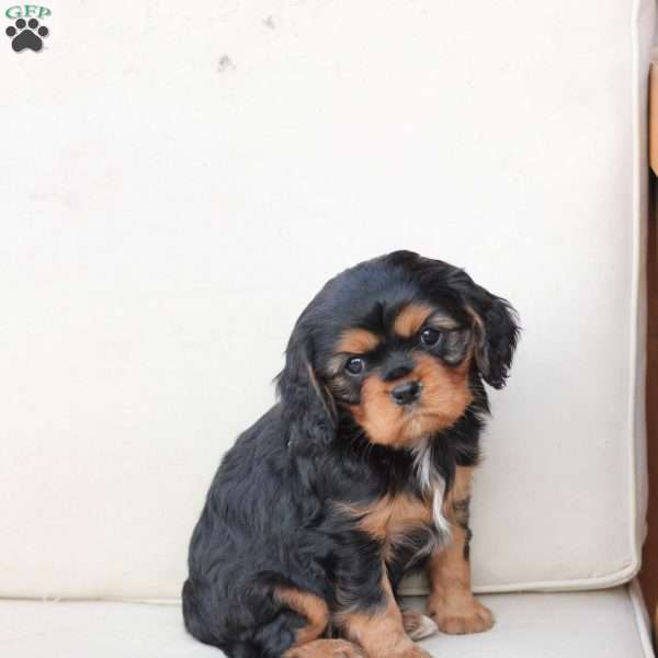 Flynn, Cavalier King Charles Spaniel Puppy