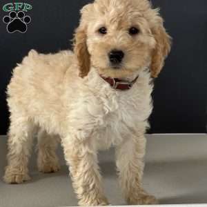 Nellie, Mini Goldendoodle Puppy