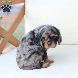 Storm, Cavalier King Charles Spaniel Puppy