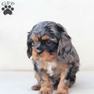 Storm, Cavalier King Charles Spaniel Puppy