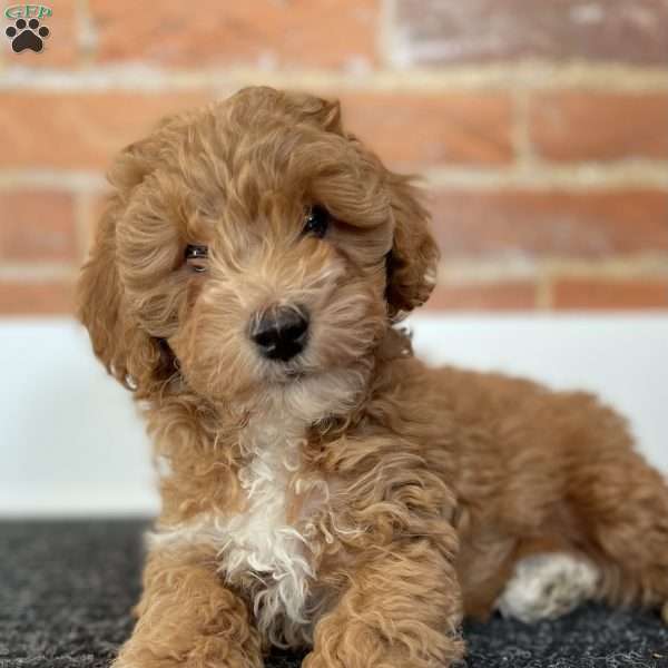 Mars, Miniature Poodle Puppy