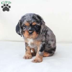 Storm, Cavalier King Charles Spaniel Puppy