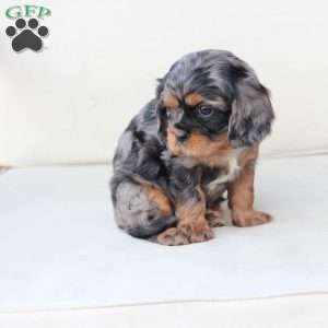 Storm, Cavalier King Charles Spaniel Puppy