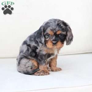 Storm, Cavalier King Charles Spaniel Puppy