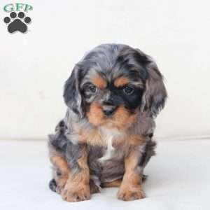 Storm, Cavalier King Charles Spaniel Puppy