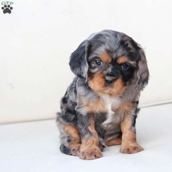 Storm, Cavalier King Charles Spaniel Puppy