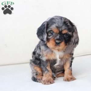 Storm, Cavalier King Charles Spaniel Puppy