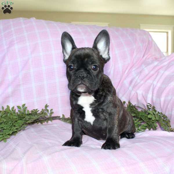 Sheila, French Bulldog Puppy