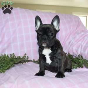 Sheila, French Bulldog Puppy