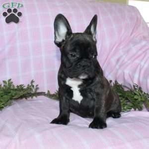 Sheila, French Bulldog Puppy