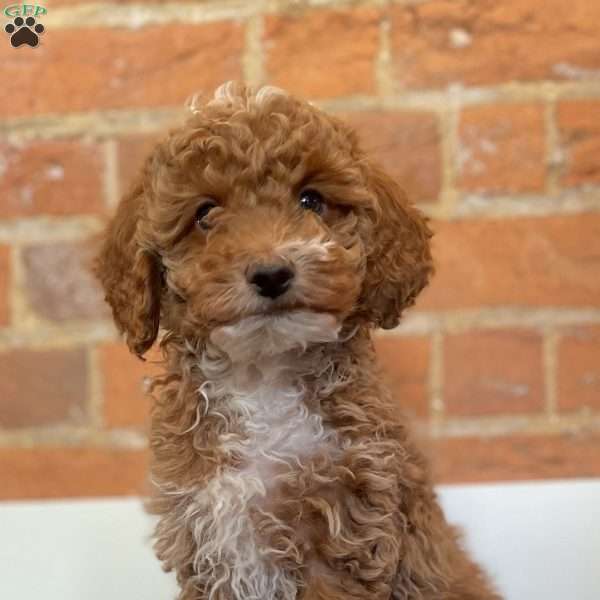 Mercury, Miniature Poodle Puppy