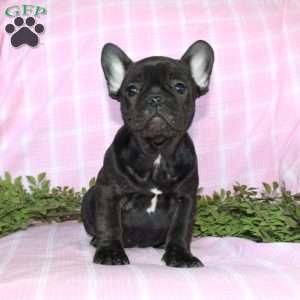 Sara, French Bulldog Puppy