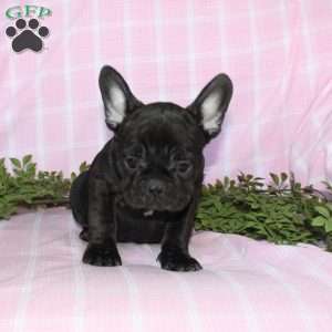 Sara, French Bulldog Puppy