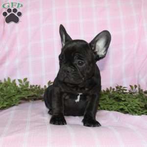 Sara, French Bulldog Puppy