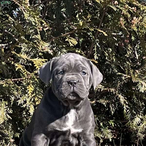 Louie, Cane Corso Puppy