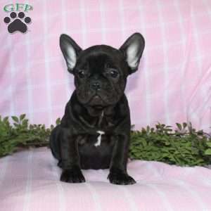 Sara, French Bulldog Puppy