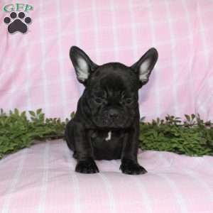 Sara, French Bulldog Puppy