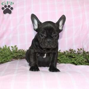 Sara, French Bulldog Puppy