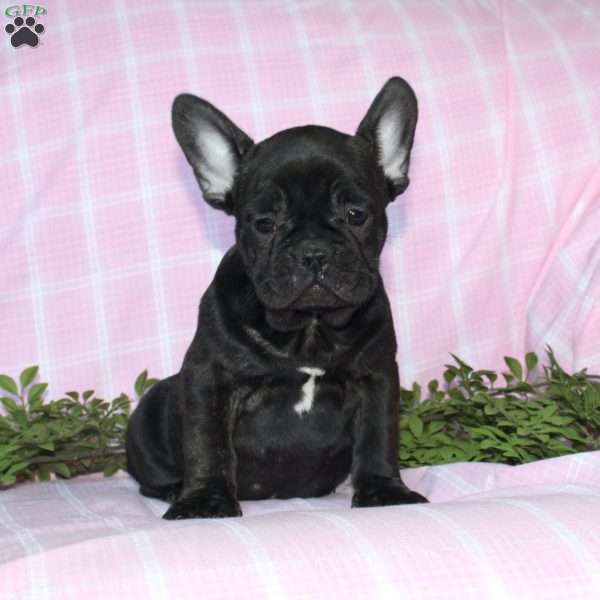 Sara, French Bulldog Puppy