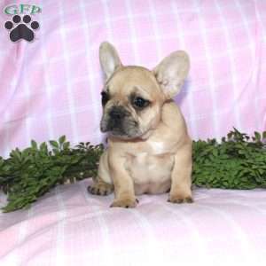 Sasha, French Bulldog Puppy