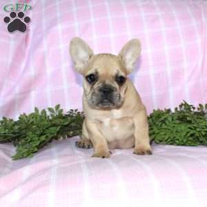 Sasha, French Bulldog Puppy