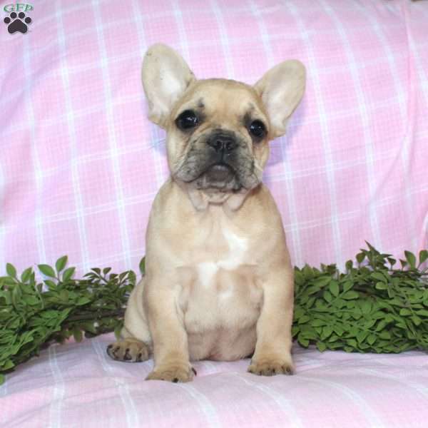 Sasha, French Bulldog Puppy