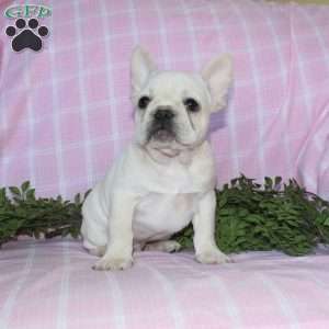 Shiloh, French Bulldog Puppy