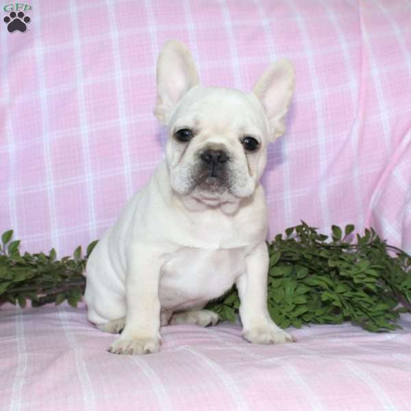 Shiloh, French Bulldog Puppy