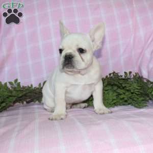 Shiloh, French Bulldog Puppy