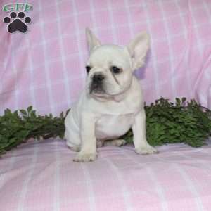 Shiloh, French Bulldog Puppy