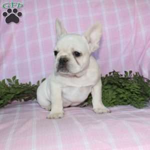 Shiloh, French Bulldog Puppy